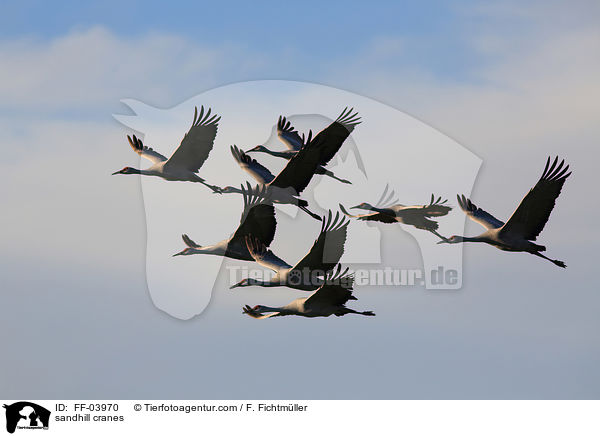 Kanadakraniche / sandhill cranes / FF-03970