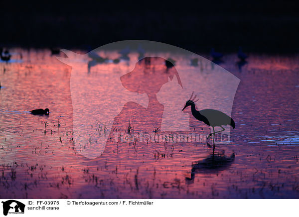 sandhill crane / FF-03975