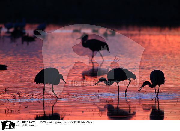 sandhill cranes / FF-03976