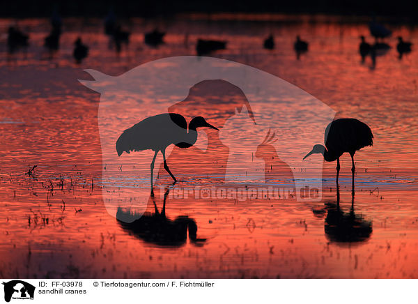 sandhill cranes / FF-03978