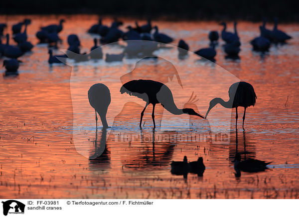 sandhill cranes / FF-03981