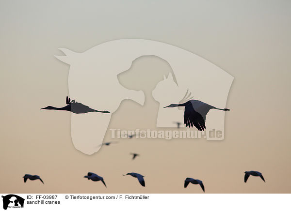 sandhill cranes / FF-03987