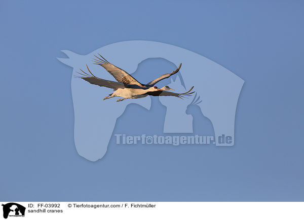 Kanadakraniche / sandhill cranes / FF-03992
