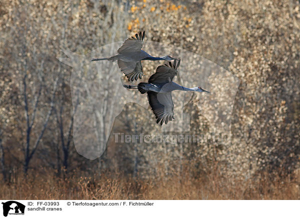 Kanadakraniche / sandhill cranes / FF-03993