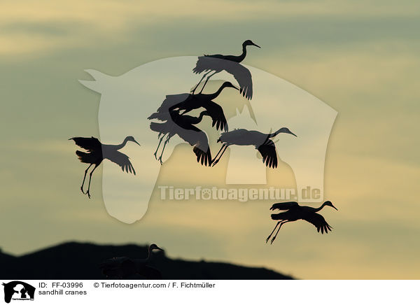Kanadakraniche / sandhill cranes / FF-03996