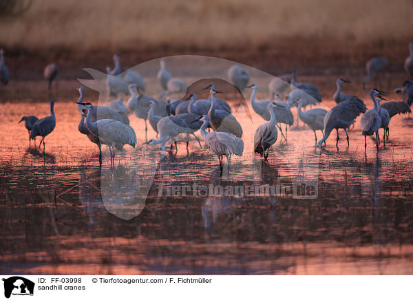 Kanadakraniche / sandhill cranes / FF-03998
