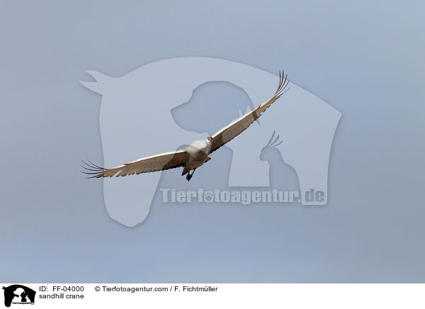 Kanadakranich / sandhill crane / FF-04000