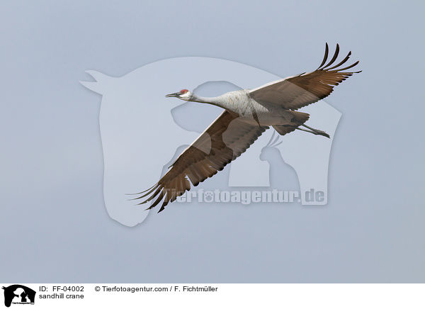 Kanadakranich / sandhill crane / FF-04002