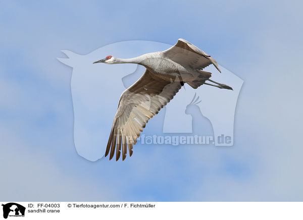 Kanadakranich / sandhill crane / FF-04003
