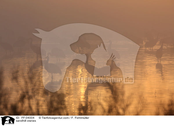 sandhill cranes / FF-04004