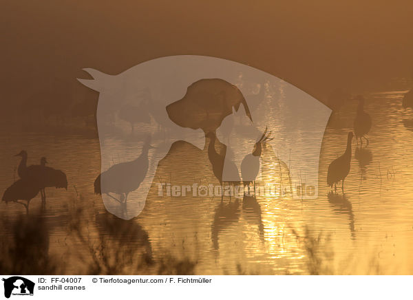 Kanadakraniche / sandhill cranes / FF-04007