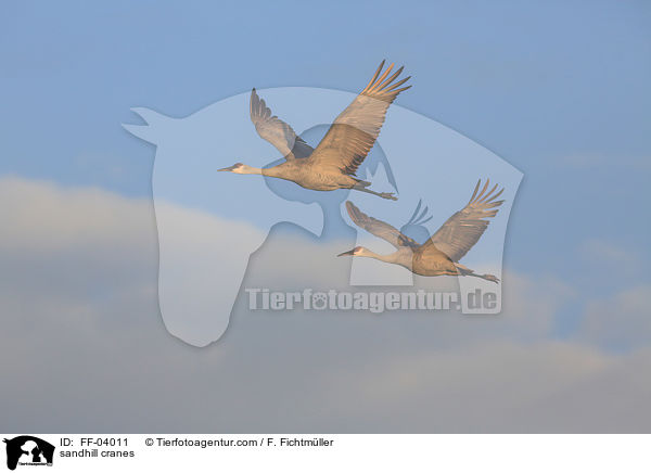 Kanadakraniche / sandhill cranes / FF-04011