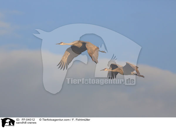 Kanadakraniche / sandhill cranes / FF-04012