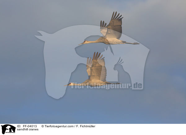 Kanadakraniche / sandhill cranes / FF-04013