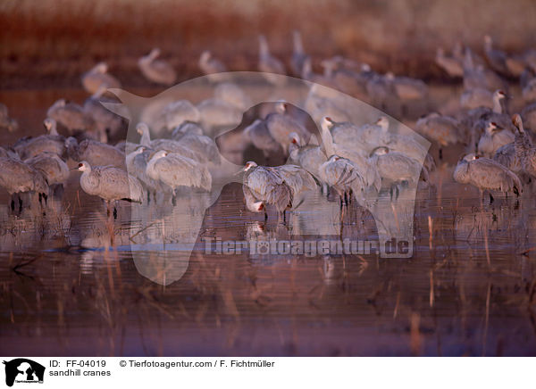 Kanadakraniche / sandhill cranes / FF-04019