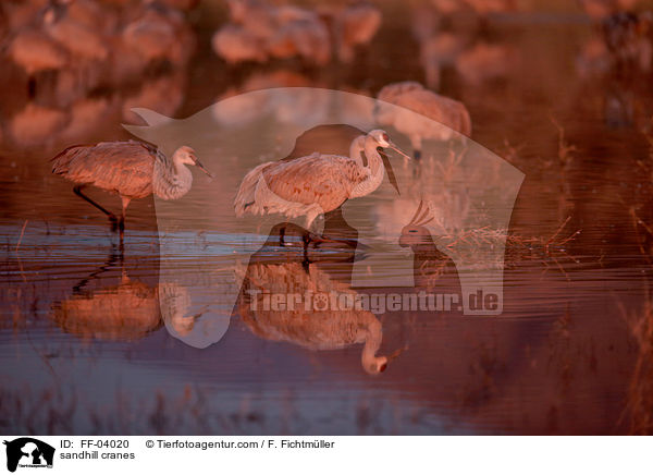 Kanadakraniche / sandhill cranes / FF-04020