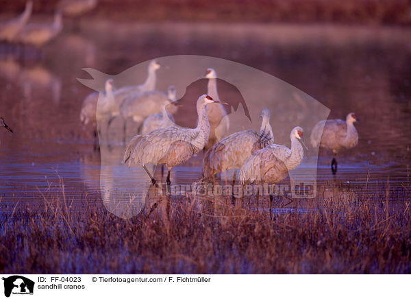 Kanadakraniche / sandhill cranes / FF-04023