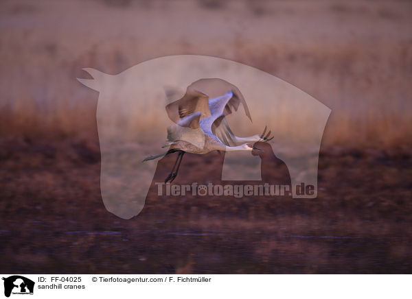Kanadakraniche / sandhill cranes / FF-04025