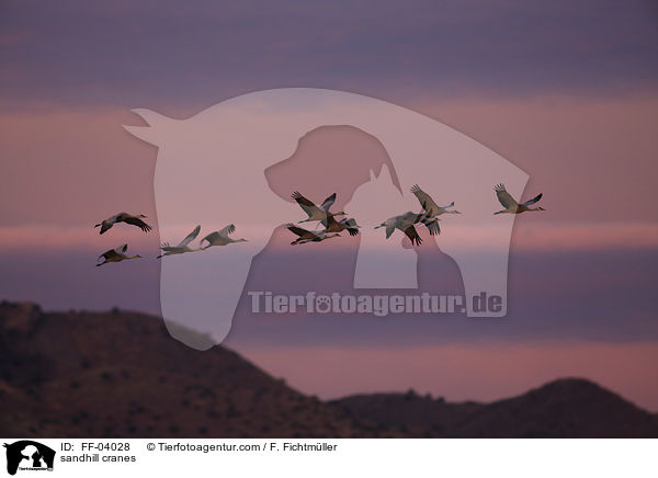 Kanadakraniche / sandhill cranes / FF-04028