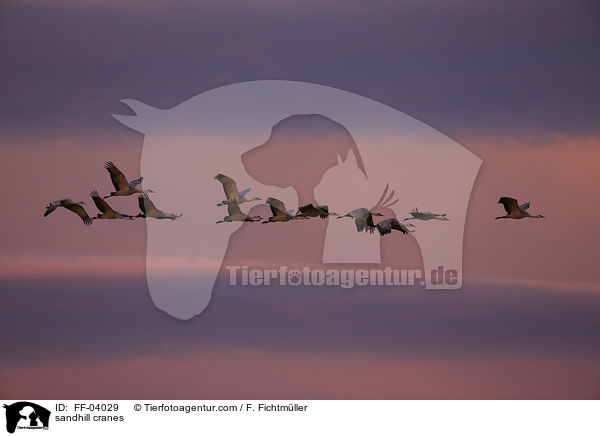 Kanadakraniche / sandhill cranes / FF-04029