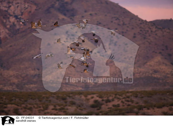 Kanadakraniche / sandhill cranes / FF-04031