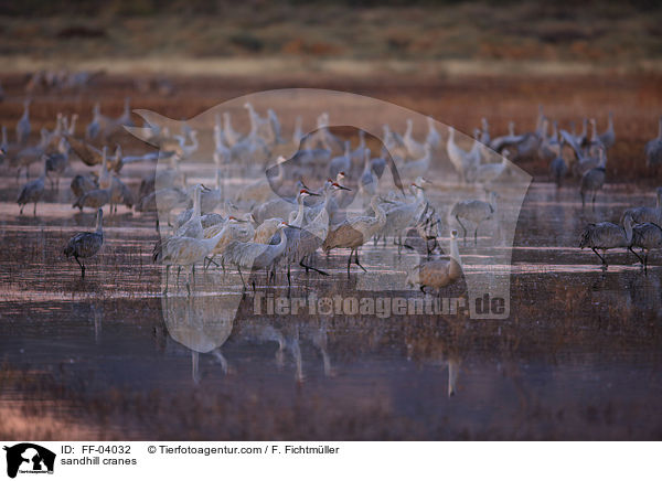 Kanadakraniche / sandhill cranes / FF-04032