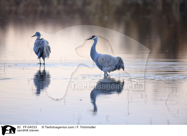 Kanadakraniche / sandhill cranes / FF-04033