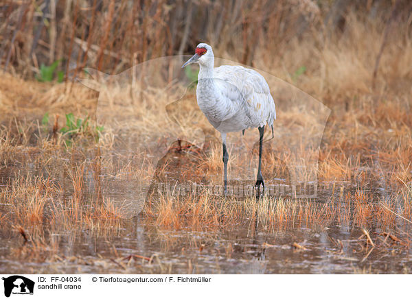 Kanadakranich / sandhill crane / FF-04034