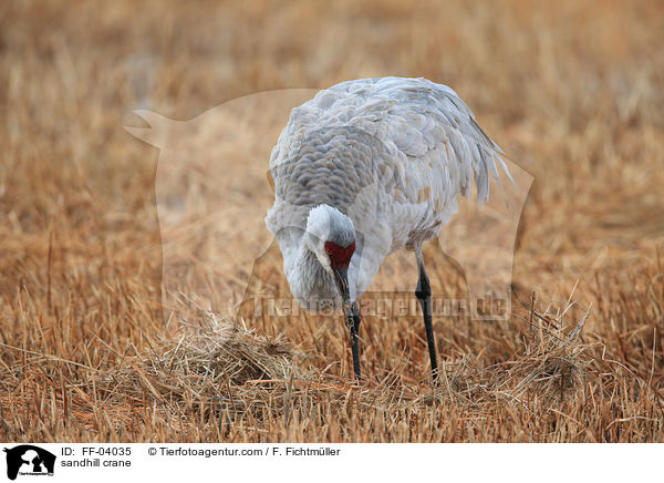 Kanadakranich / sandhill crane / FF-04035