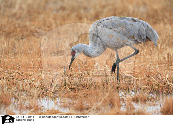 Kanadakranich / sandhill crane / FF-04041