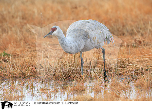 Kanadakranich / sandhill crane / FF-04042