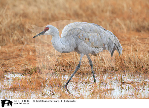 Kanadakranich / sandhill crane / FF-04043
