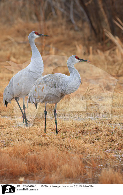 Kanadakraniche / sandhill cranes / FF-04046