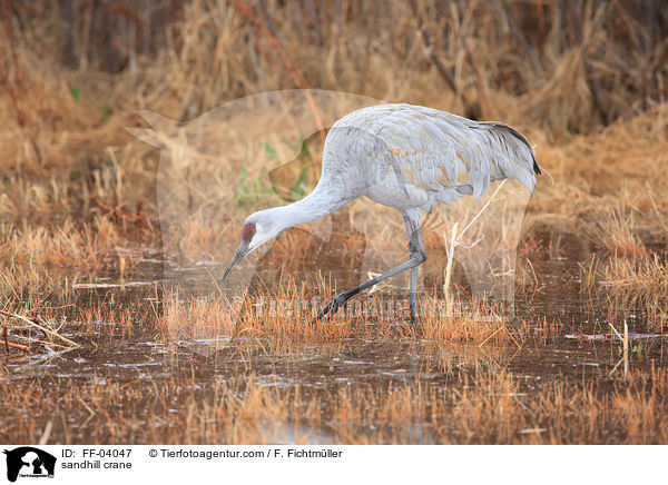 Kanadakranich / sandhill crane / FF-04047