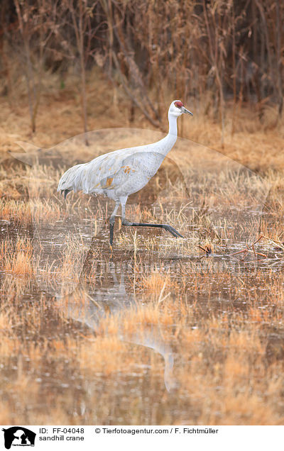 Kanadakranich / sandhill crane / FF-04048