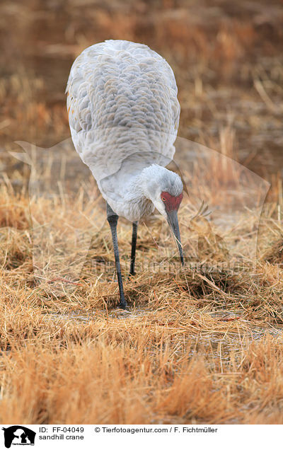 Kanadakranich / sandhill crane / FF-04049