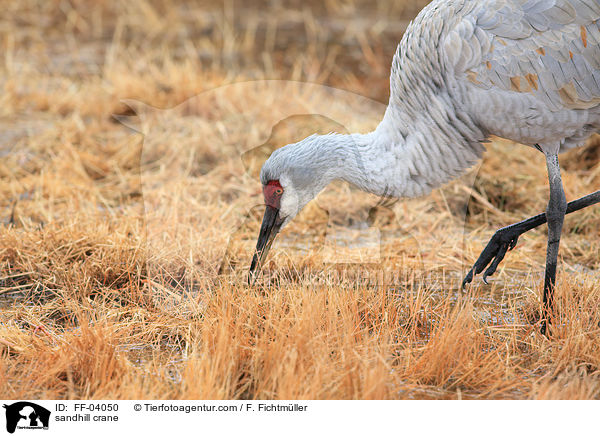 Kanadakranich / sandhill crane / FF-04050