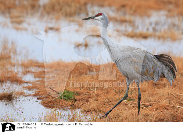 Kanadakranich / sandhill crane / FF-04051
