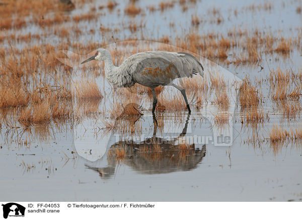 Kanadakranich / sandhill crane / FF-04053
