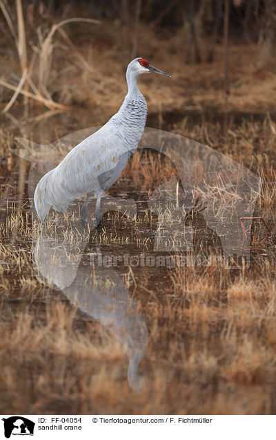 Kanadakranich / sandhill crane / FF-04054