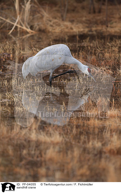 Kanadakranich / sandhill crane / FF-04055