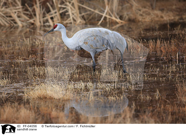 Kanadakranich / sandhill crane / FF-04056