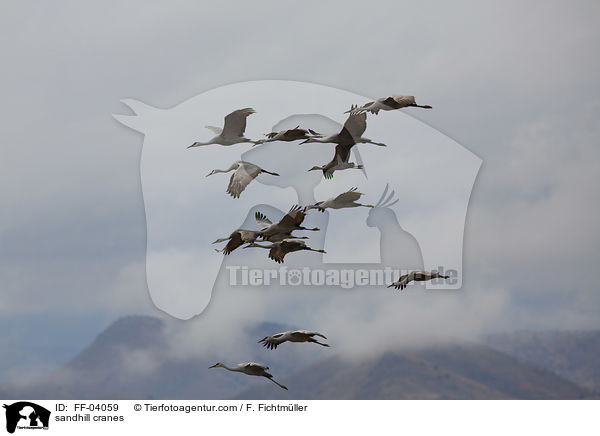 Kanadakraniche / sandhill cranes / FF-04059