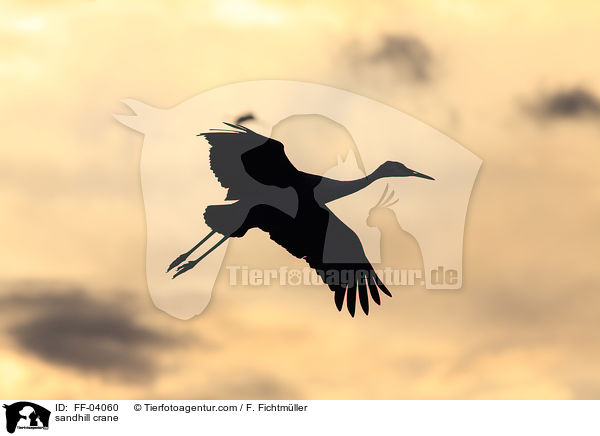 Kanadakranich / sandhill crane / FF-04060