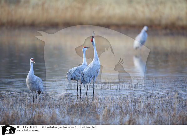 Kanadakraniche / sandhill cranes / FF-04061