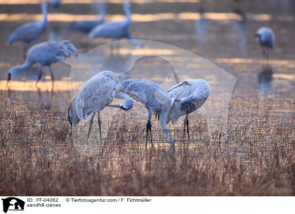 sandhill cranes / FF-04062