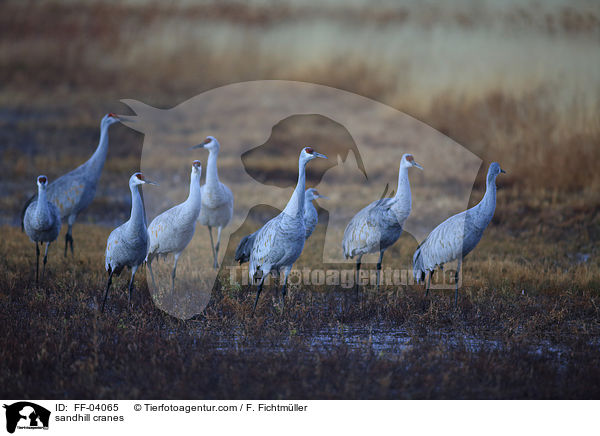 Kanadakraniche / sandhill cranes / FF-04065
