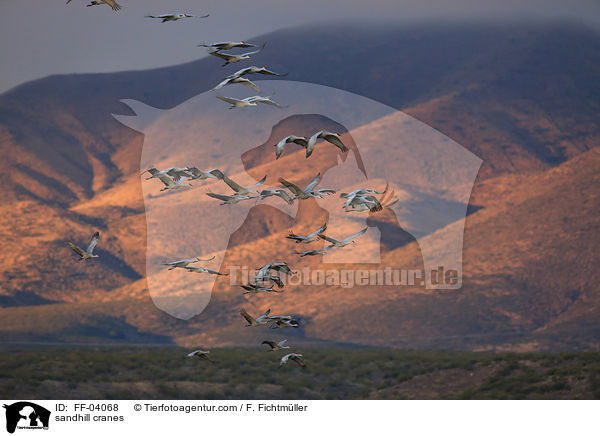 Kanadakraniche / sandhill cranes / FF-04068
