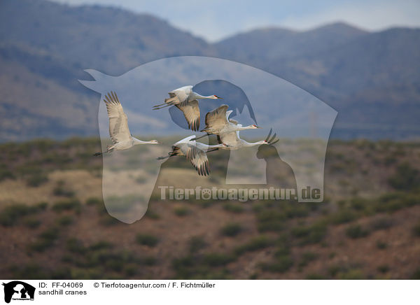 Kanadakraniche / sandhill cranes / FF-04069