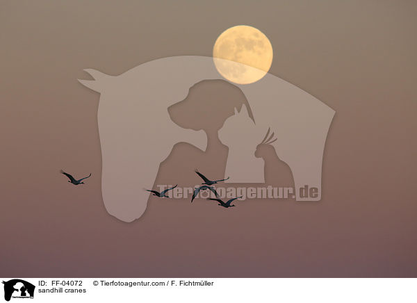 Kanadakraniche / sandhill cranes / FF-04072